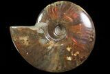 Flashy Red Iridescent Ammonite - Wide #81835-1